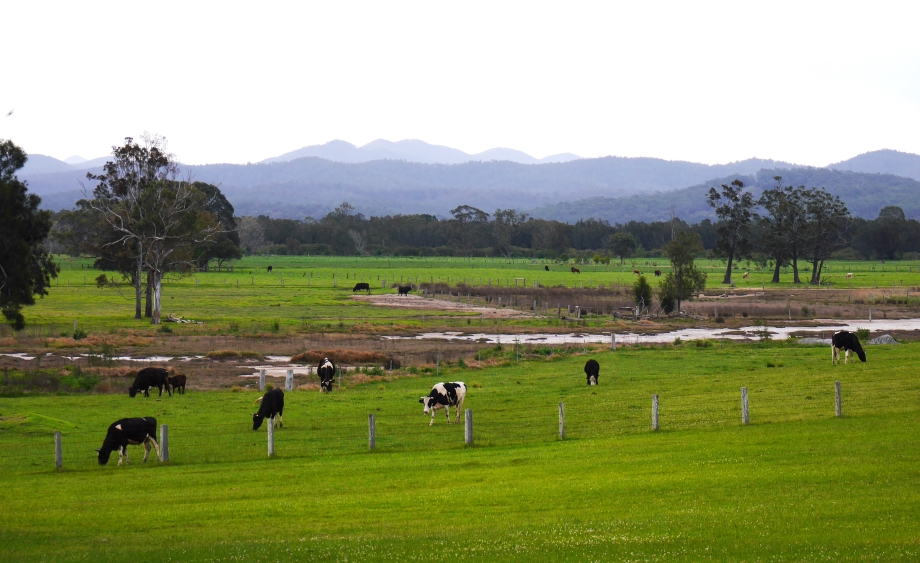 Dairy cows in Cooma